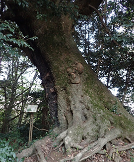 樹齢400年と云われるシイノキ